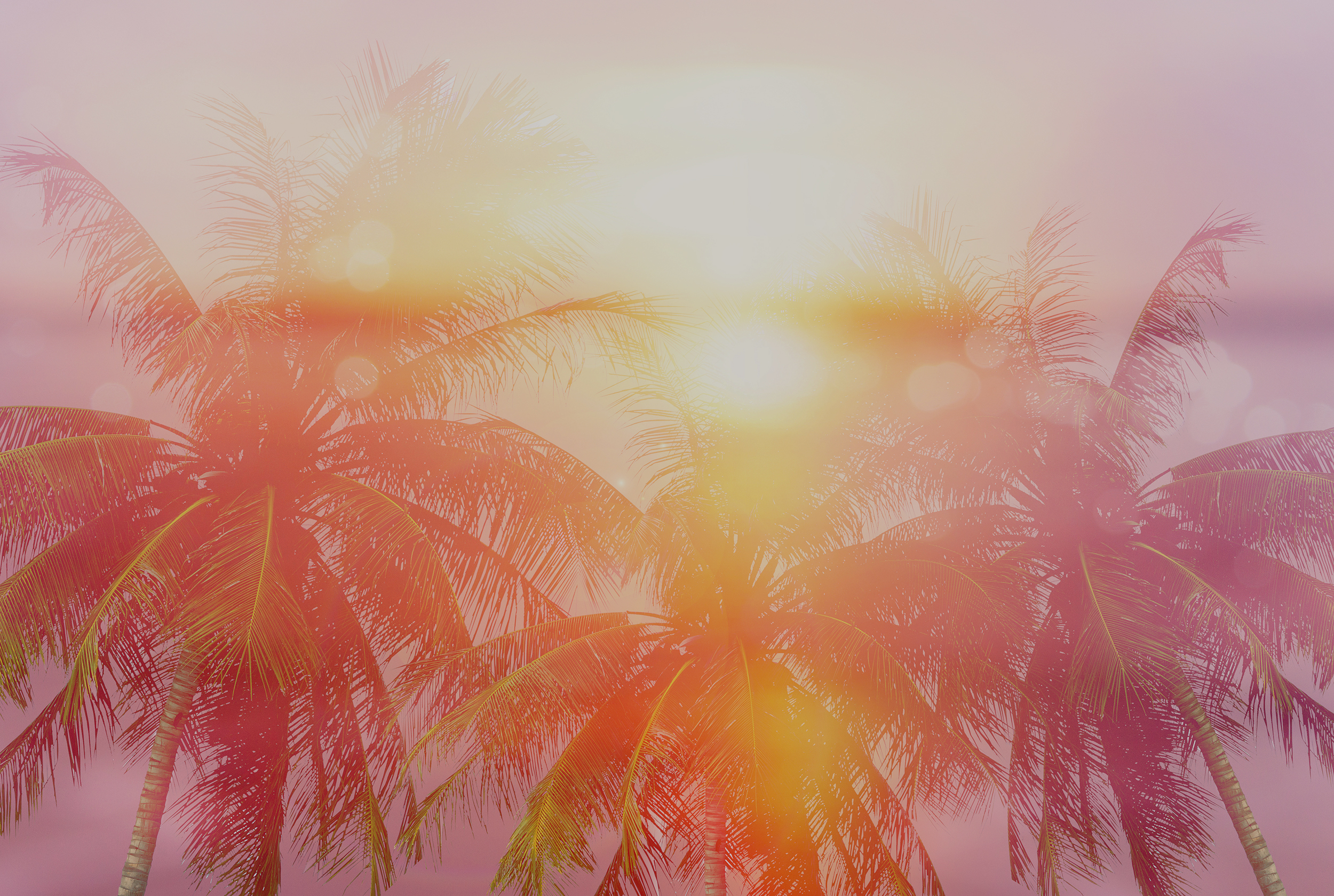 Summer tropical backgrounds with palms